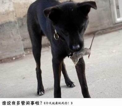 狗拿耗子.jpg