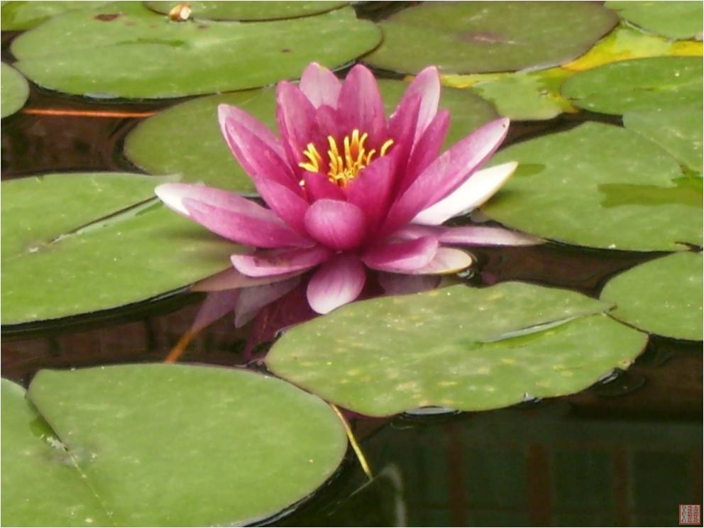 睡莲5.jpg 睡莲5.jpg