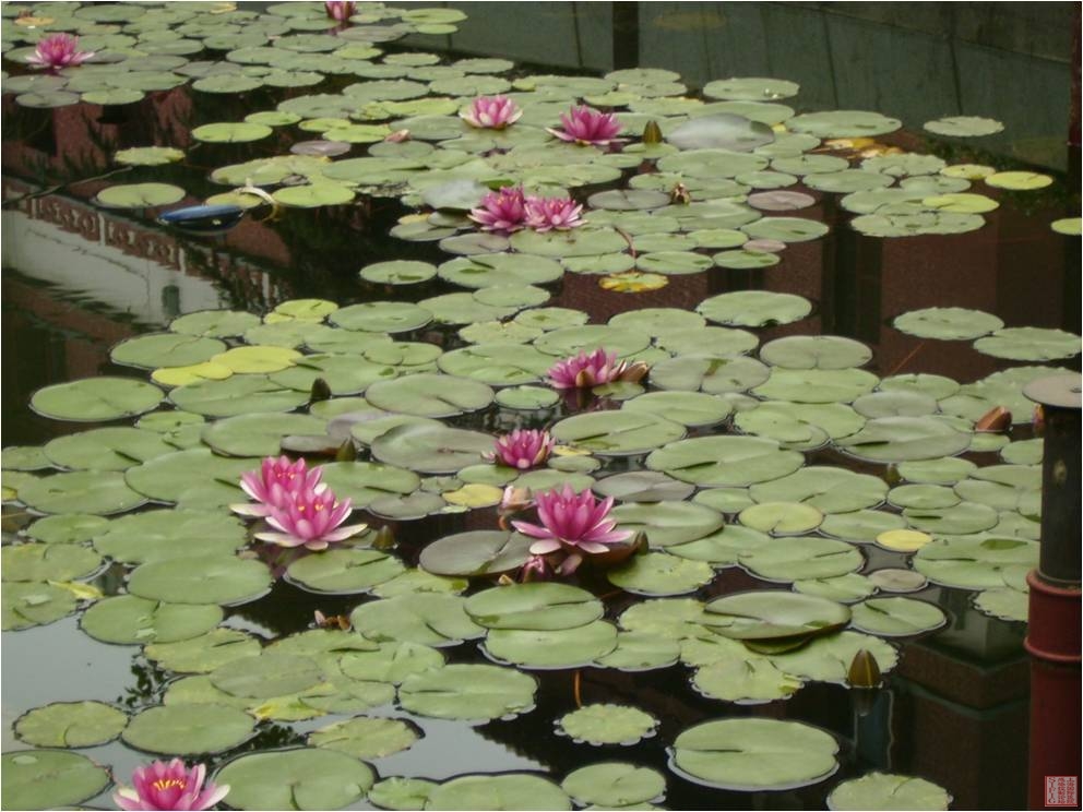 睡莲4.jpg 睡莲4.jpg