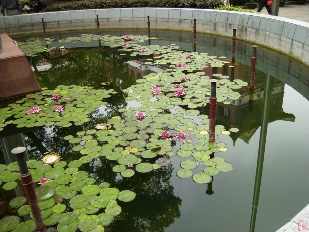 睡莲1.jpg 睡莲1.jpg