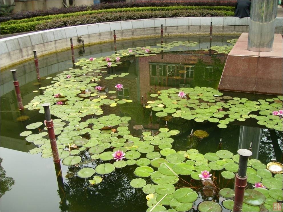 睡莲2.jpg 睡莲2.jpg