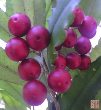 山上的野果 山上的野果