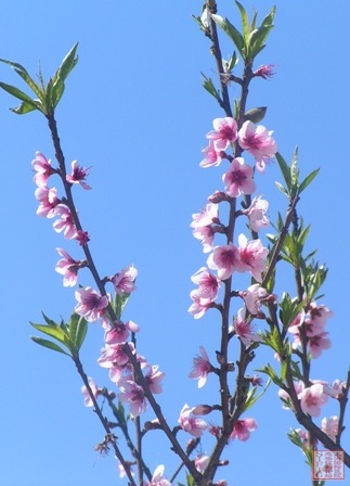 PICT0031.JPG PICT0031.JPG