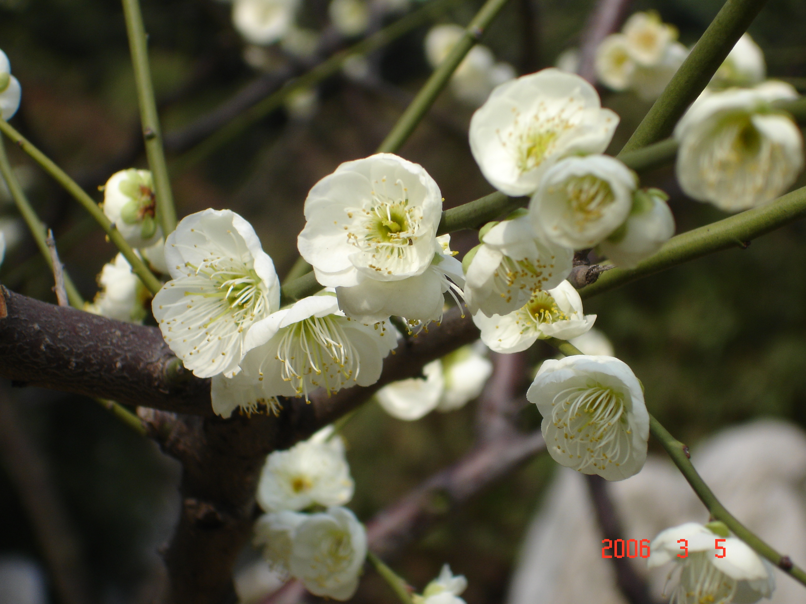 白梅花开
